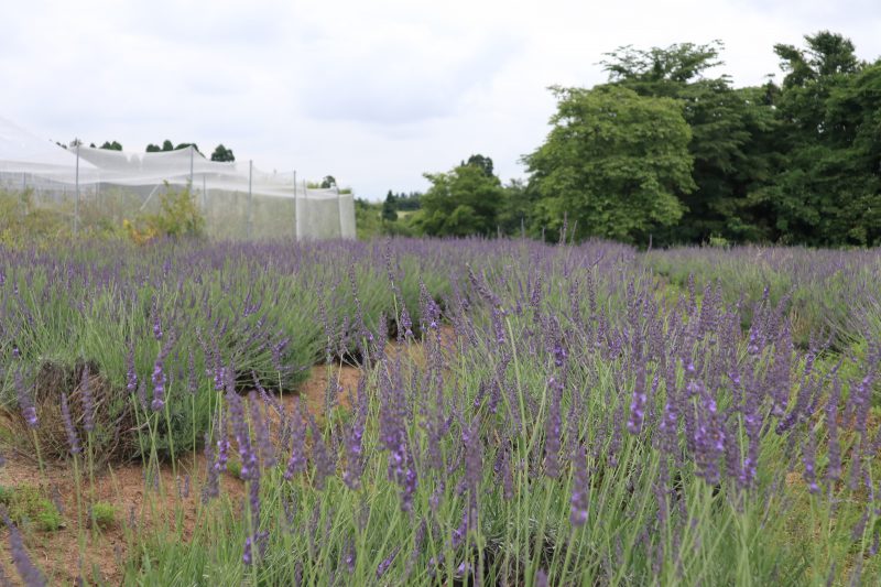 水曜日ですが営業中です ハーブファーム富夢創野